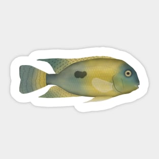 Nicaragua Cichlid Sticker